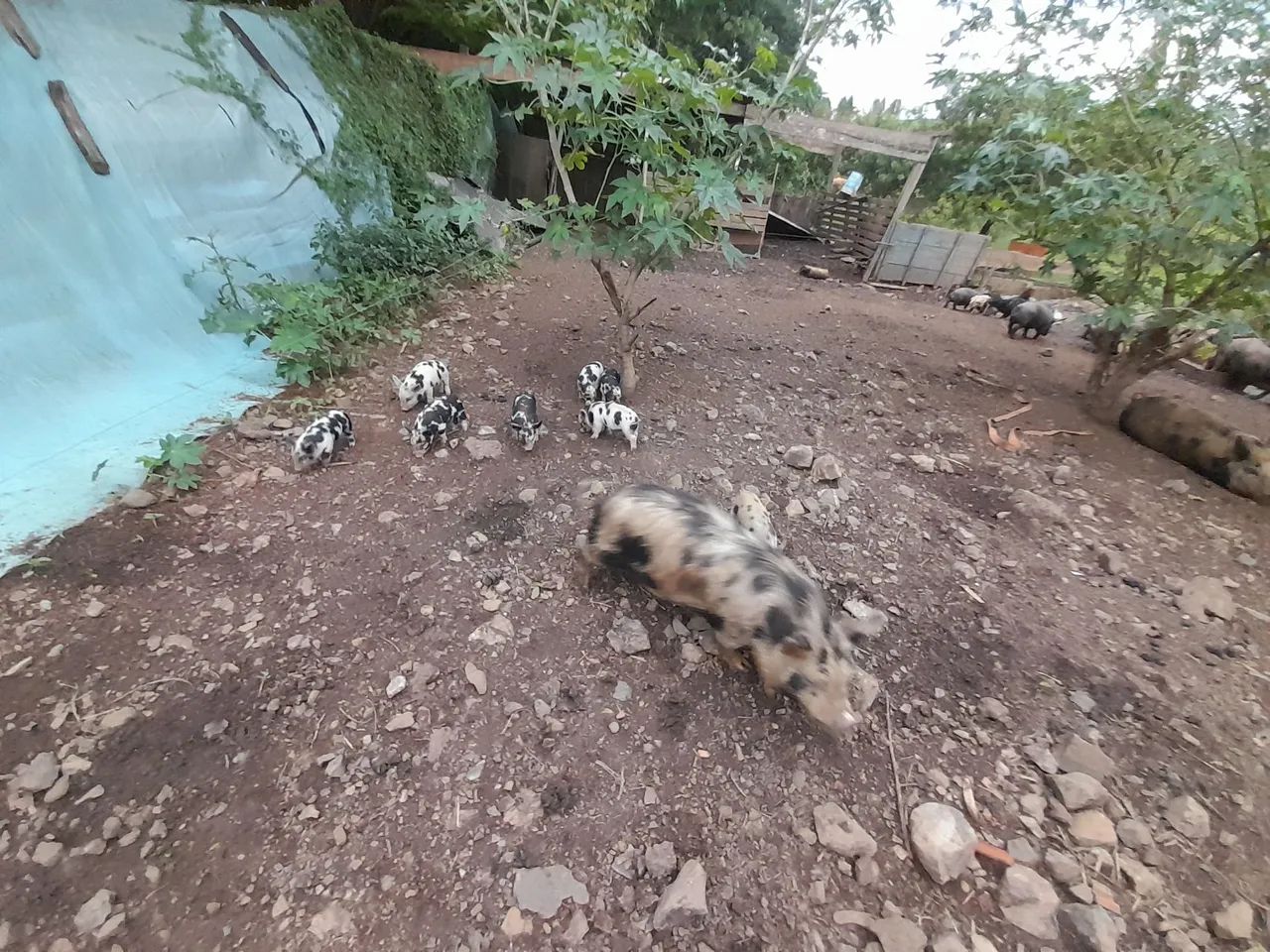 Mine porco - Foto 5