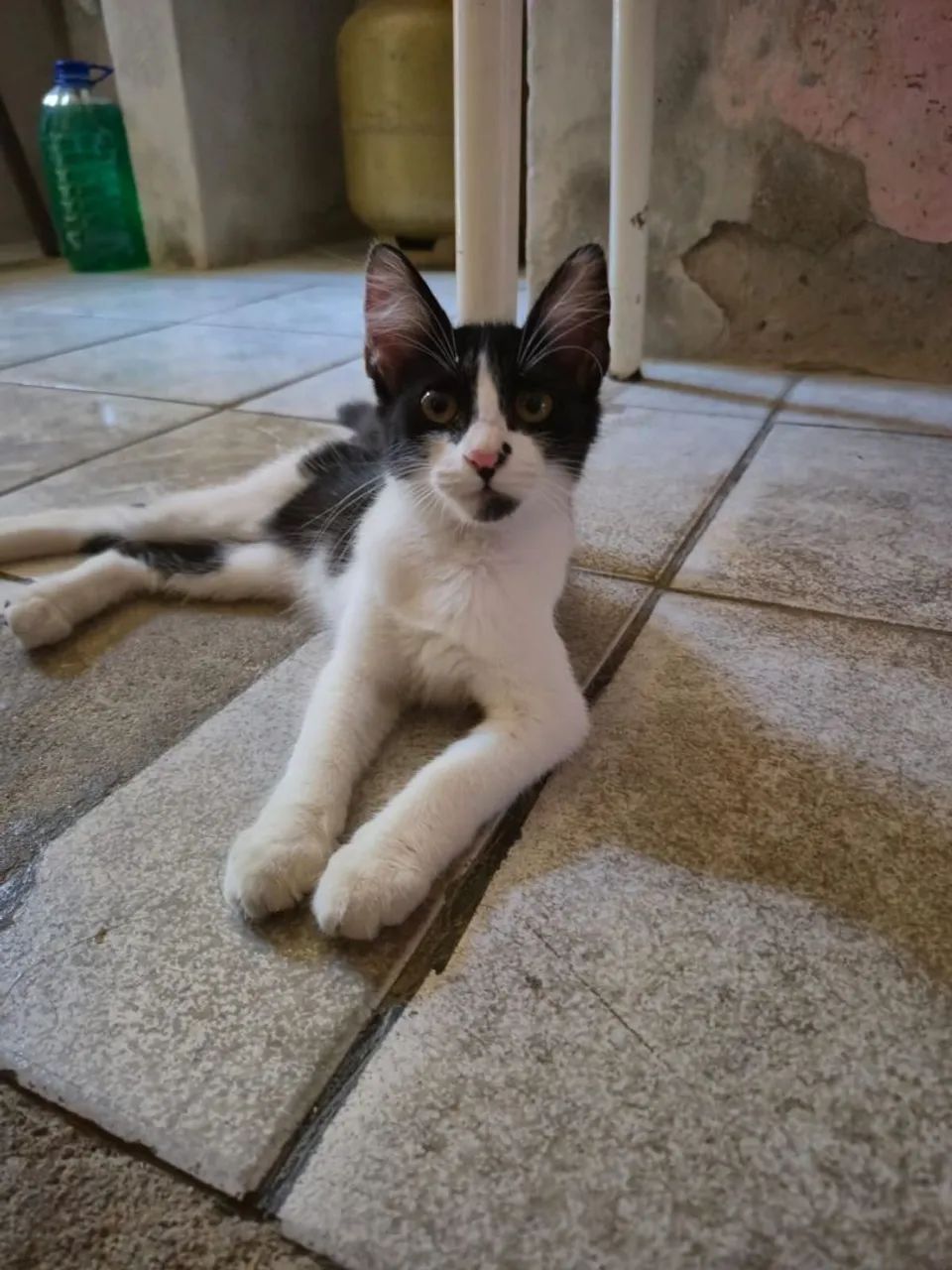Gatinha para adoção  - Foto 2
