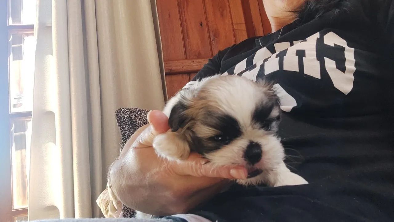 Cachorro schitzu  - Foto 4