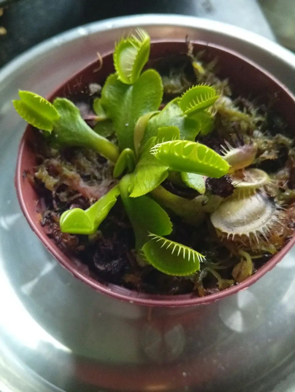 Vendo planta carnívoras real  - Foto 2