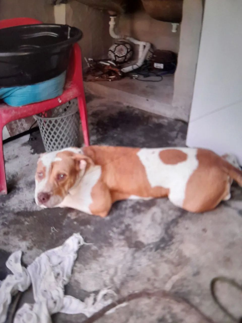 Vendo uma cachorra pitmonster  - Foto 2