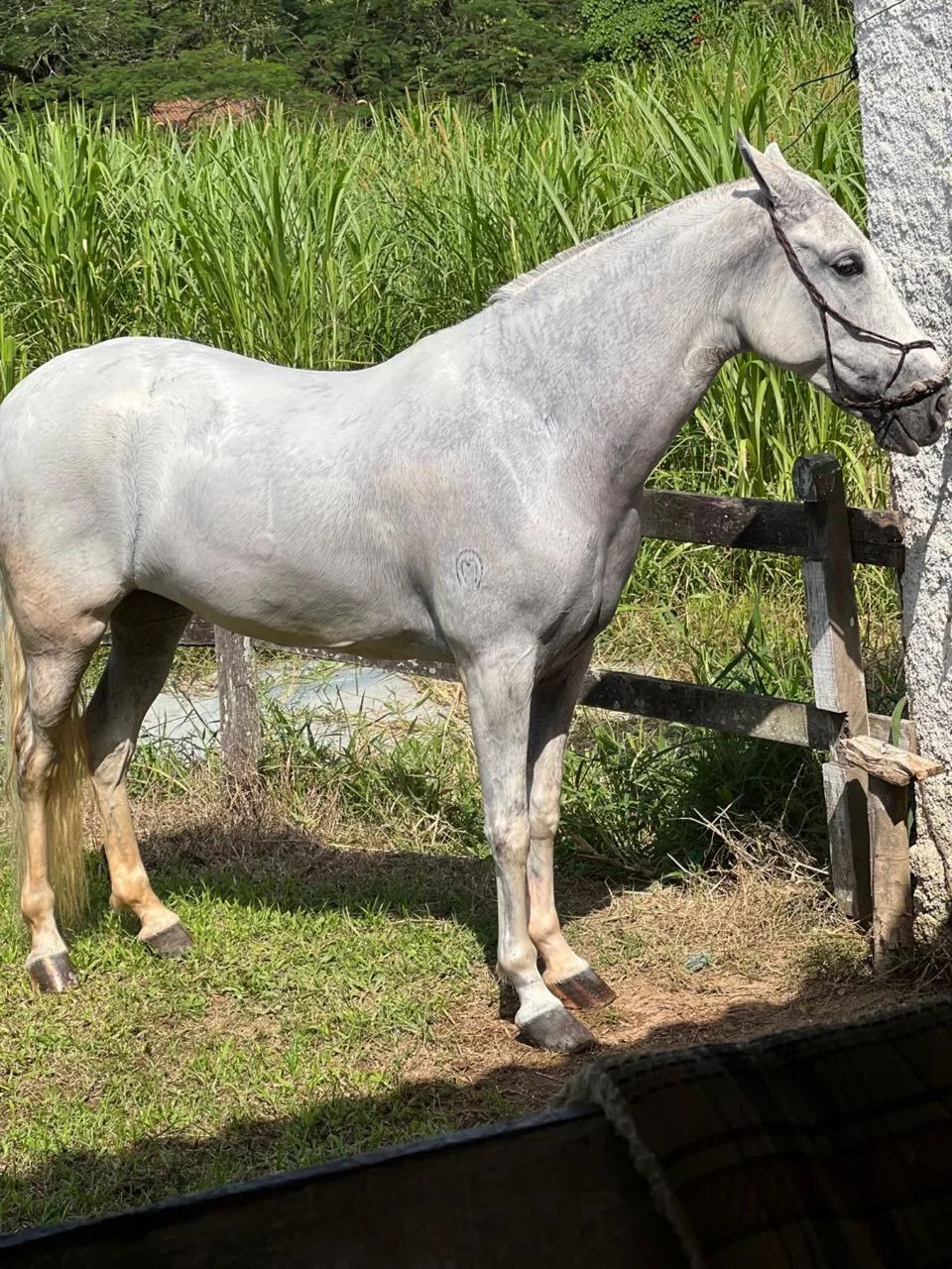 Cavalo mangalarga machador