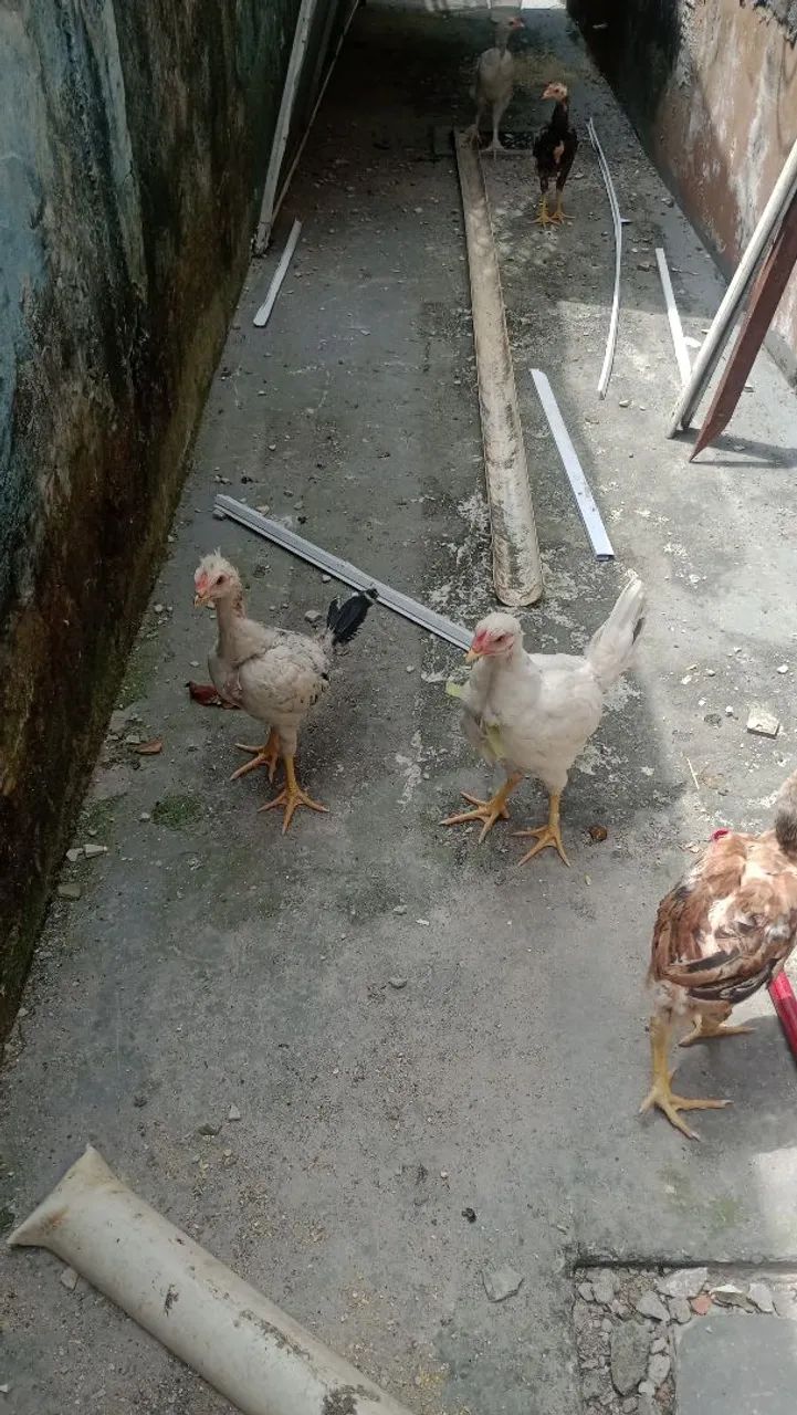 Franguinho   tel * - Foto 2