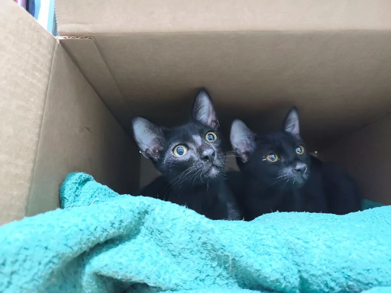 Gatos filhotes doação 