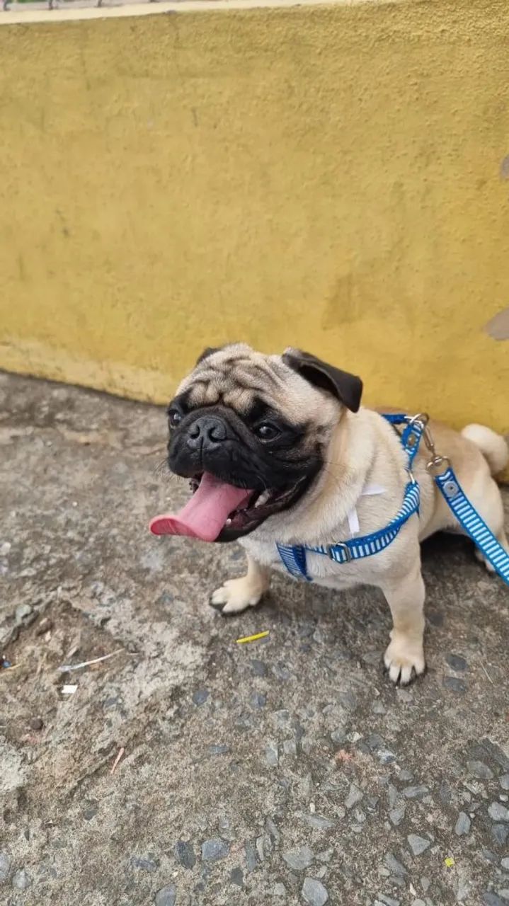 Pug - Foto 4