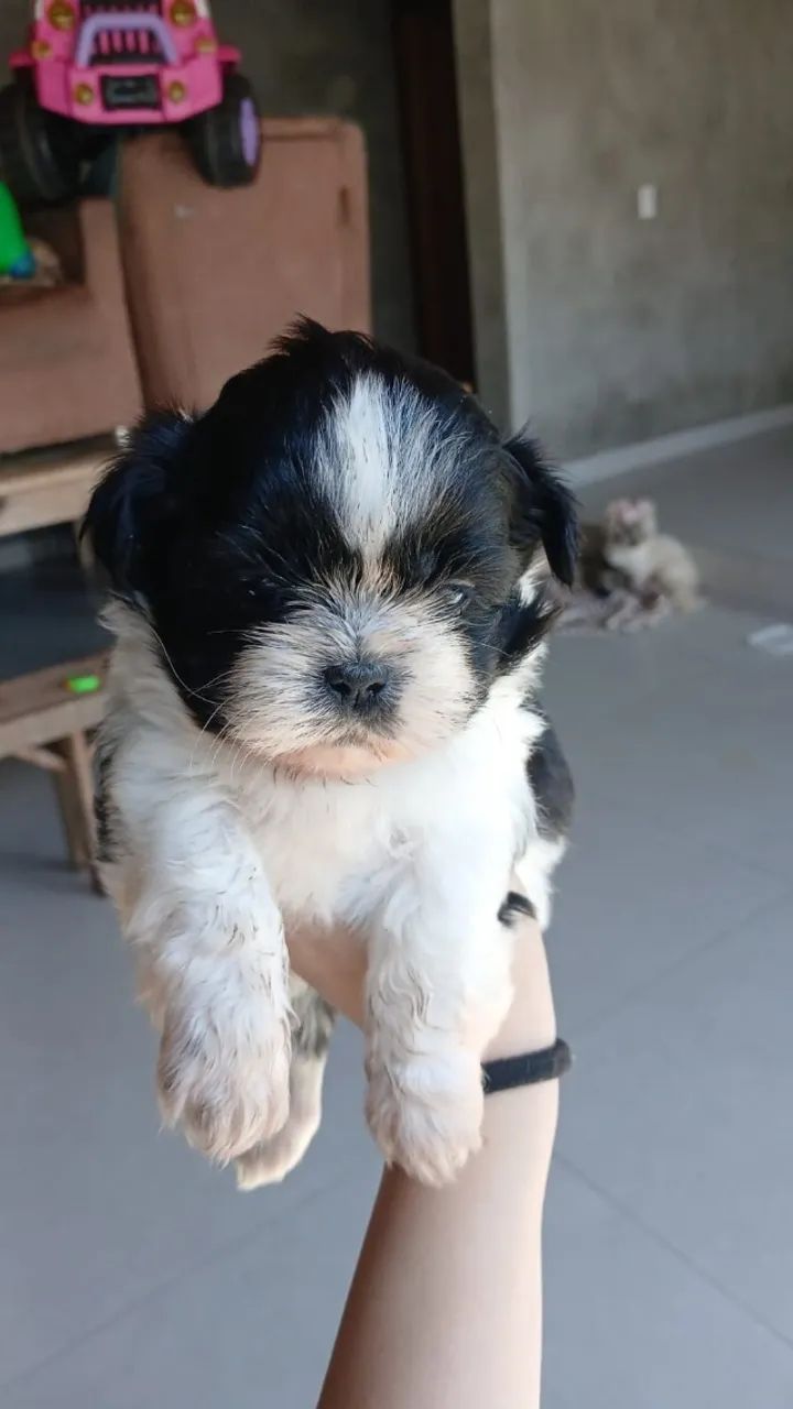 Vendo  - Foto 4