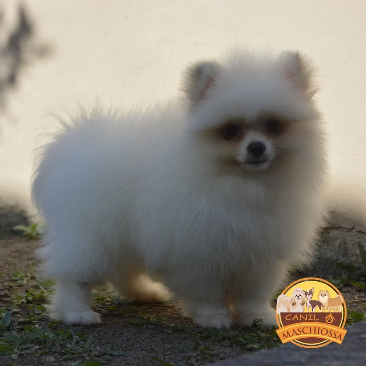 Spitz alemão. Pedigree CBKC  - Foto 3