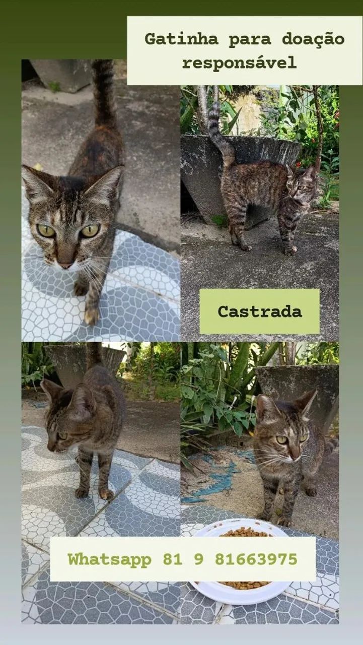 Gata
