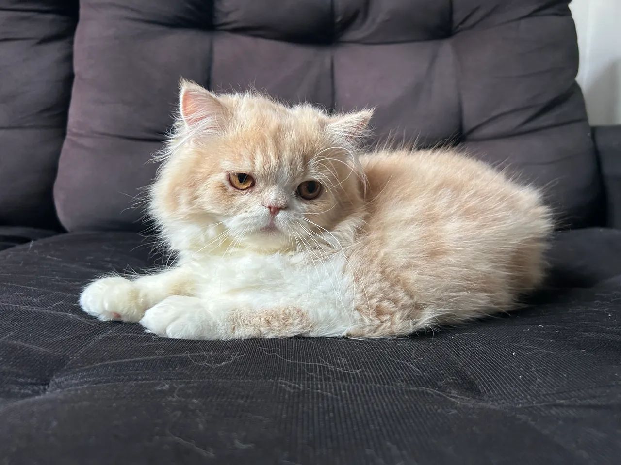 Gato Persa - filhote  - Foto 2