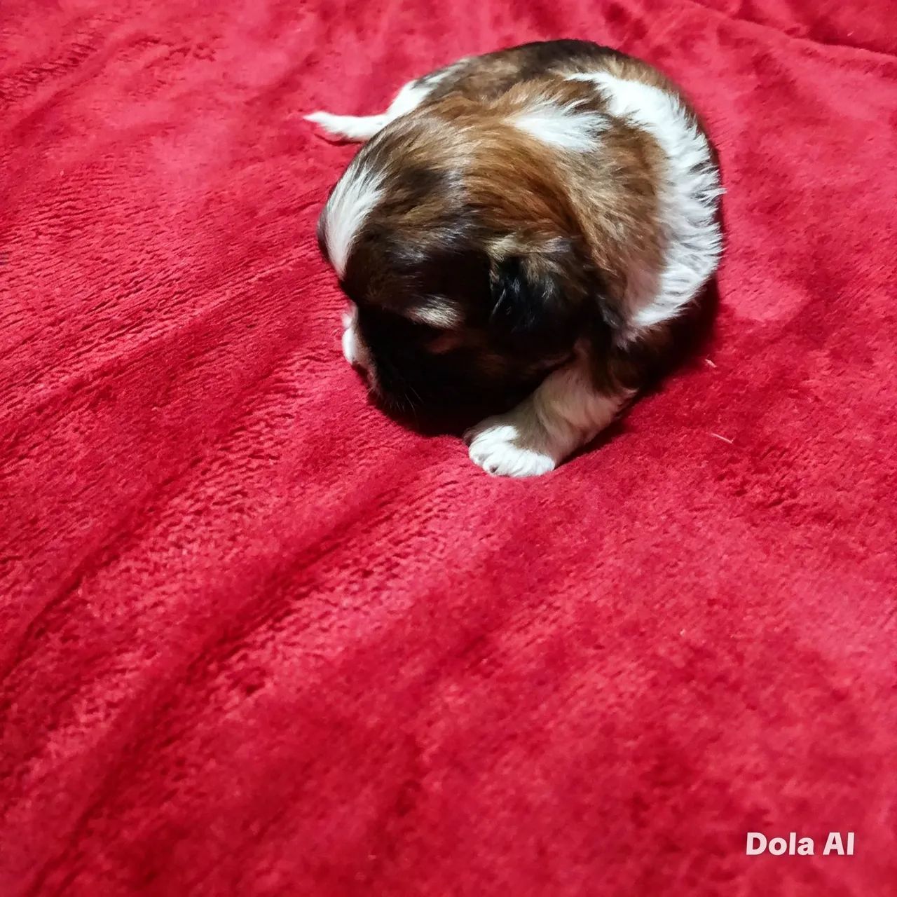 Shitzu carinha de anjo - Foto 3