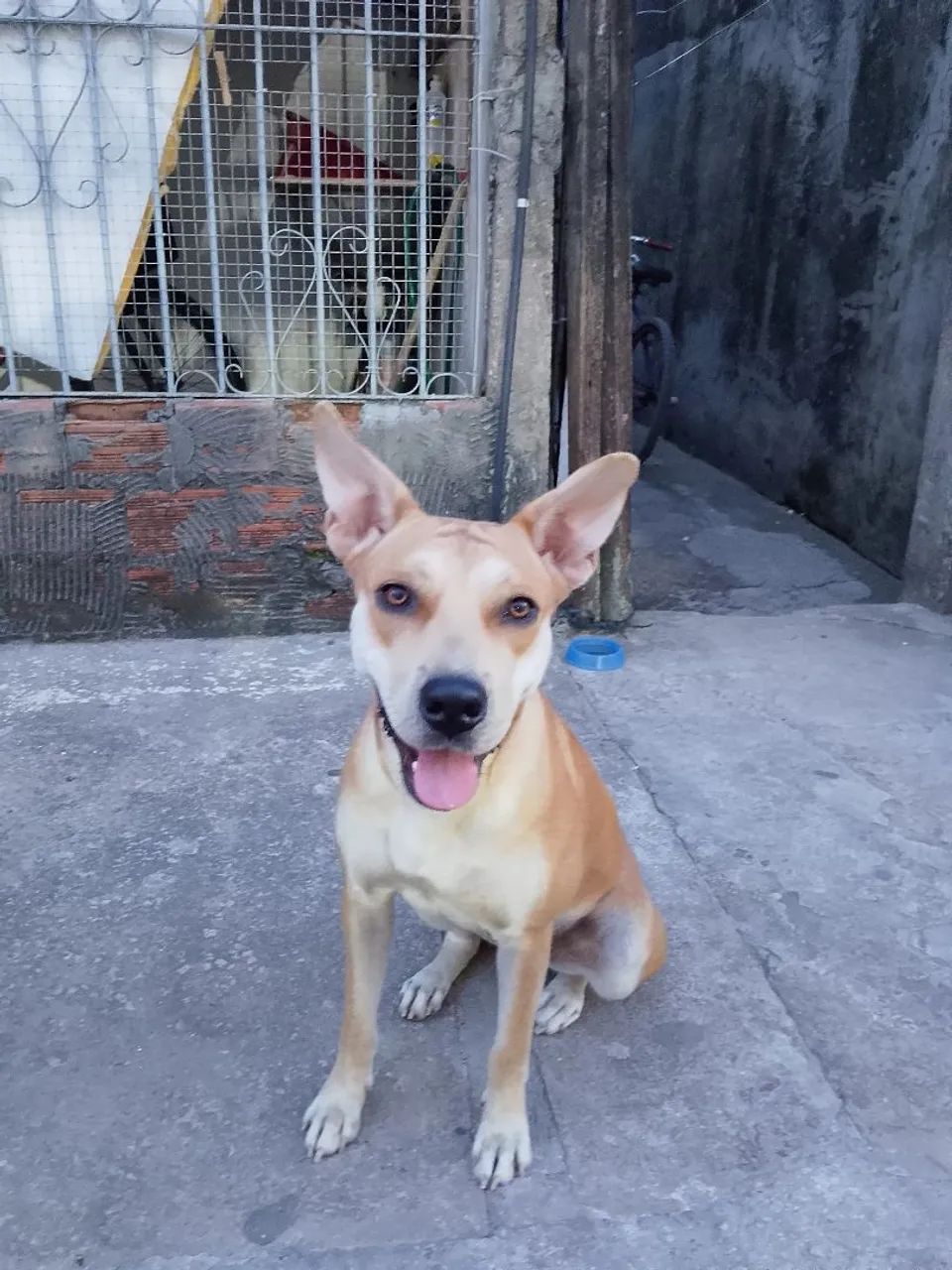 Doa cachorro 