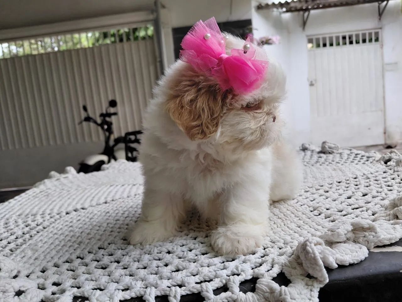 Shih tzu  - Foto 2
