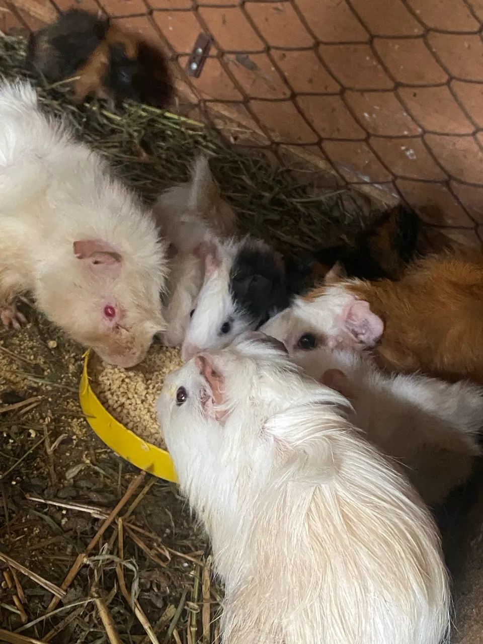 Porquinho da índia - Foto 3