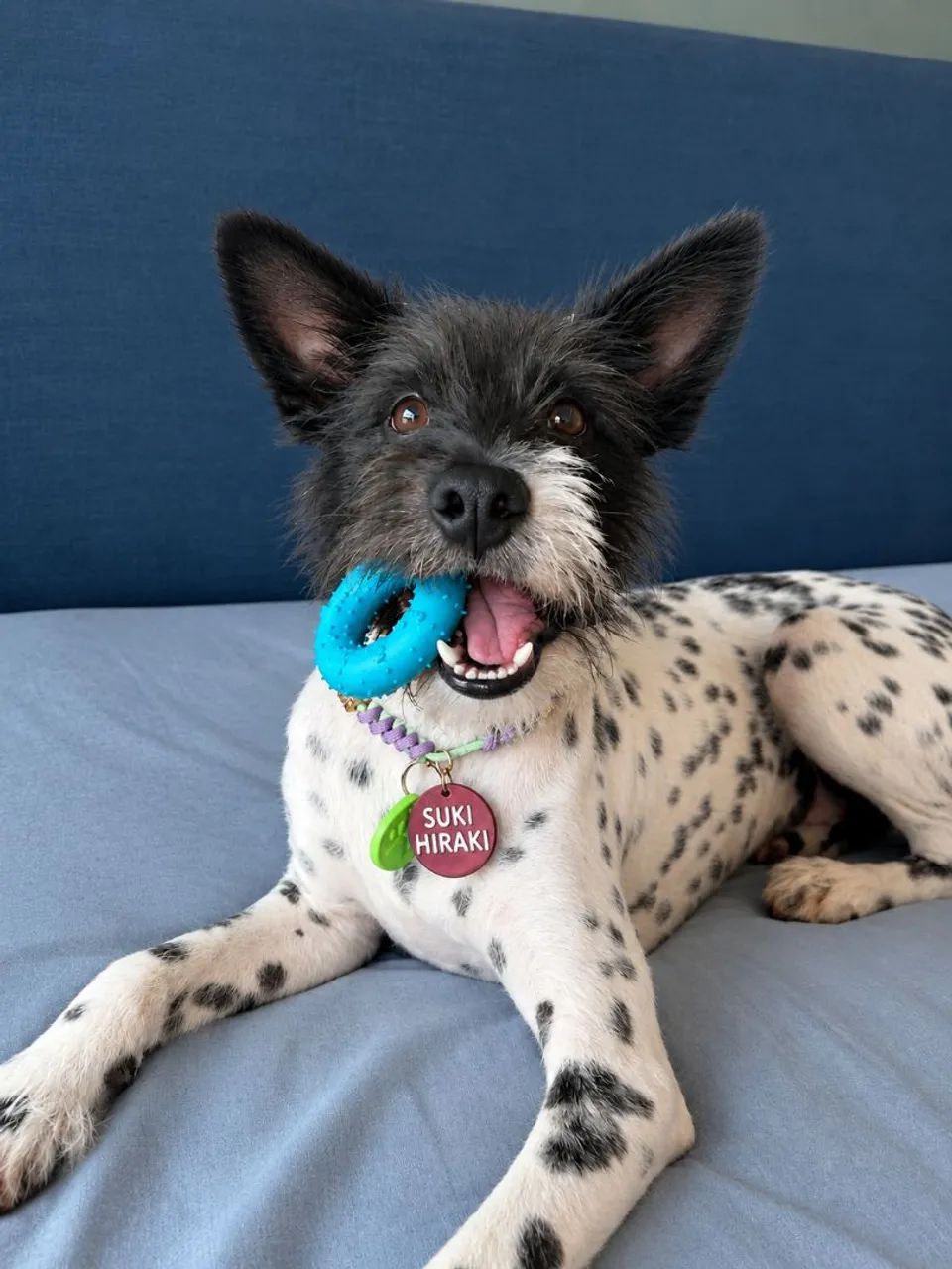 Doação cão macho  - Foto 5