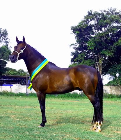 Cavalo Mangalarga Marchador - Foto 2