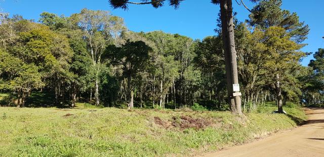 Vendo área para formar chácara em Mandirituba localidade Guapiara 12.000 metros. - Foto 2