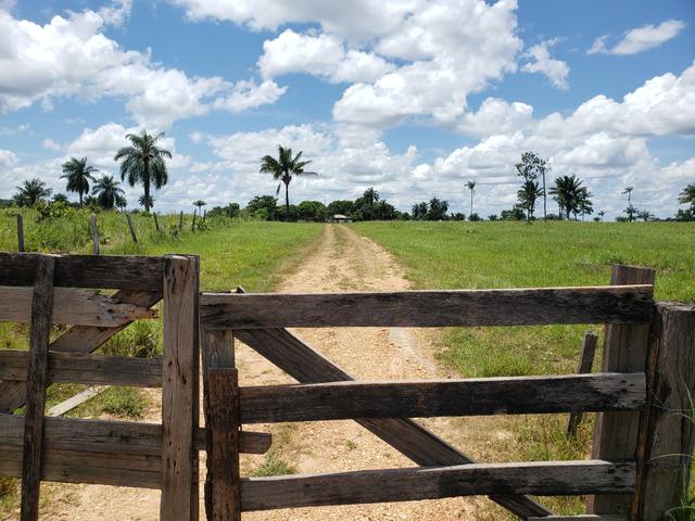 Fazenda, soja e pecuária - Foto 2