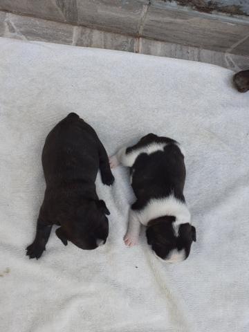 Vendo filhote de bulldog francês - Foto 2