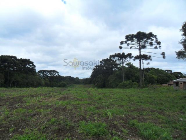 Terreno, Roseira, São José dos Pinhais-PR - Foto 12
