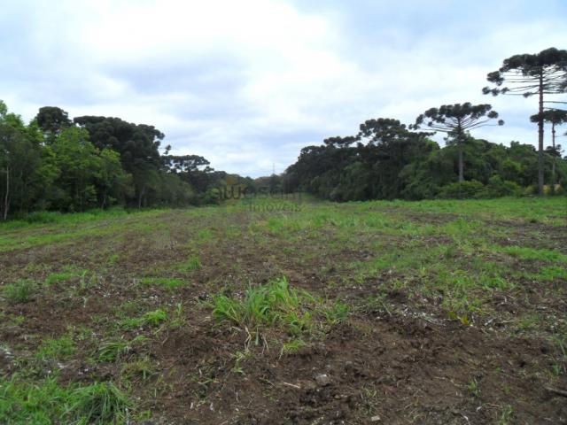 Terreno, Roseira, São José dos Pinhais-PR - Foto 15