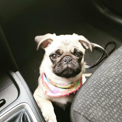 Vendo PUG - Foto 3
