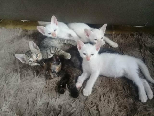 Doação De Filhotes De Gato - Foto 4