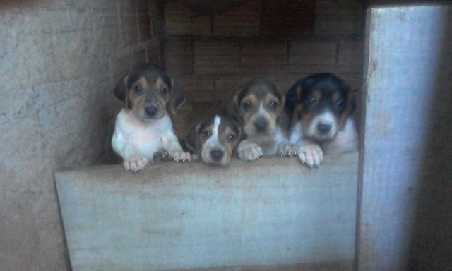 Hurradores