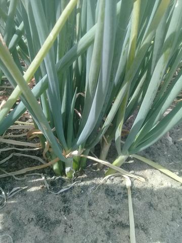Cebola pra planta 30 reais a saca - Foto 5