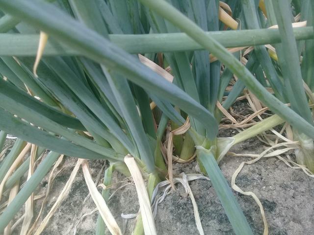Cebola pra planta 30 reais a saca - Foto 4