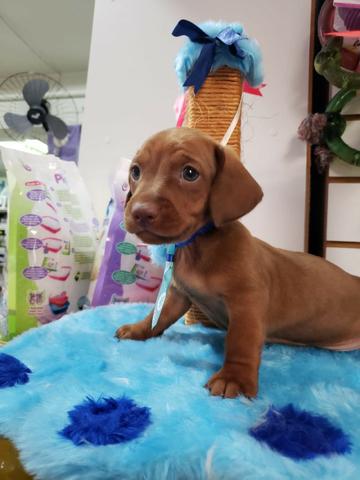 Dashshound Bassezinho Lindo Macho