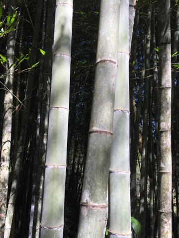 Bambu in natura para retirada - Foto 3