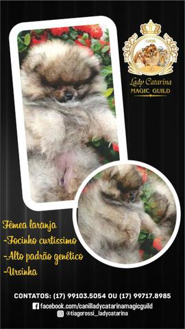 Lindas fêmeas Spitz alemão!