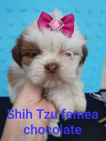 Bela fêmea de shih tzu cor chocolate