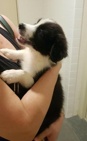 Filhote de Border Collie