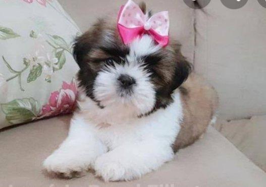 Shihtzu Fêmea Parcelamos em atè 12x ja adestrada no tapete higiênico