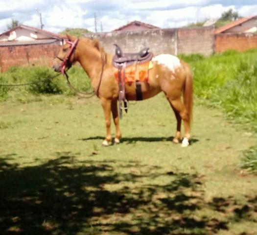Pônei fêmea arreada - Foto 4