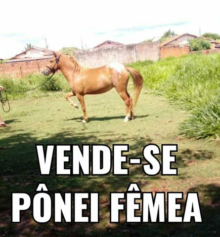 Pônei fêmea arreada - Foto 5