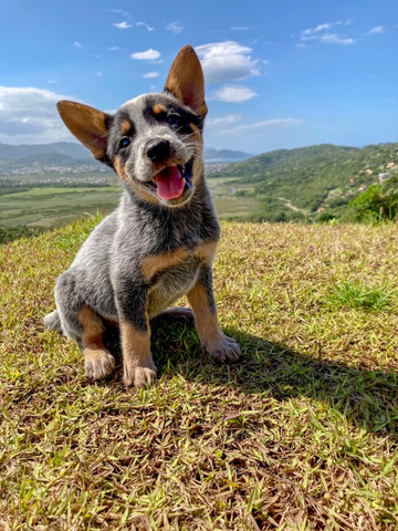 cattle dog olx