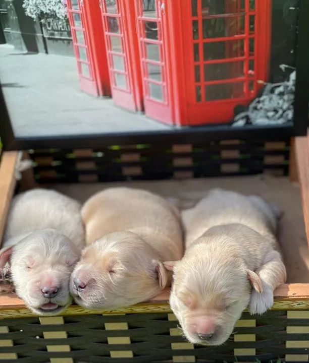 Filhotes Golden Retriever - Lindos e Saudáveis
