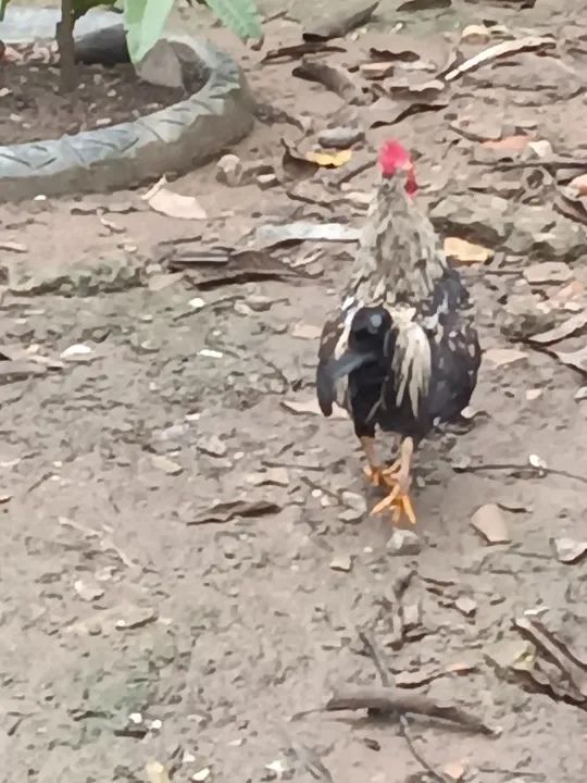 Galo Garniser Branco e Preto - Foto 6