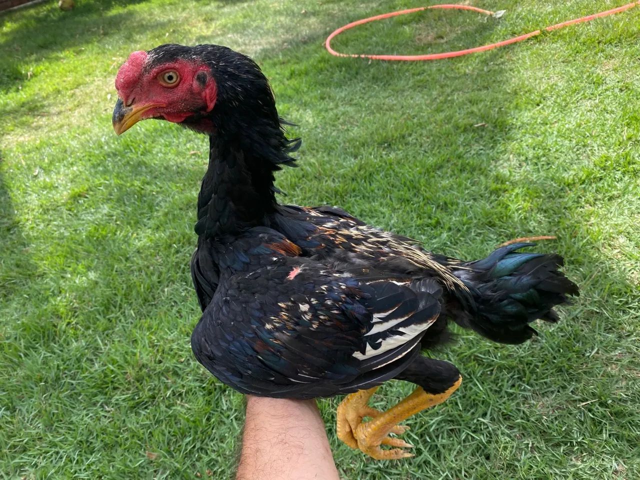 Anúncio: Frangos Índios Gigantes - Genética de Alto Padrão**    - Foto 5