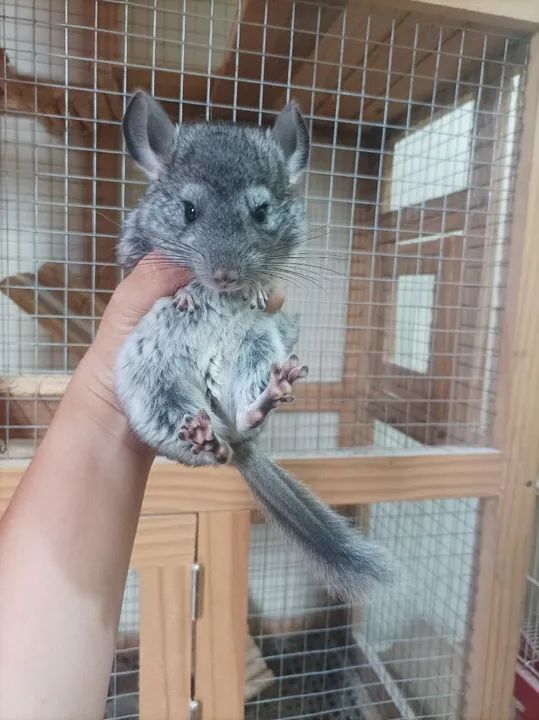 Filhote de chinchila  - Foto 3