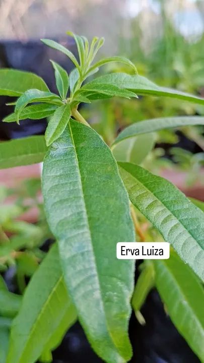 TEMPEROS VARIADOS  - Foto 5