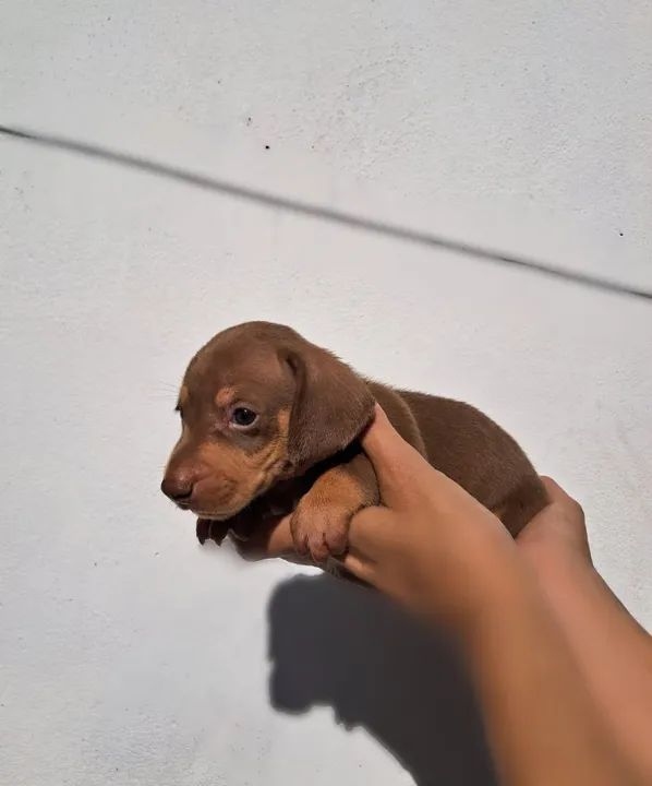 Filhotes Dachshund/ Basset/ Salsicha Diferentes Cores Machos e Fêmeas - Foto 2