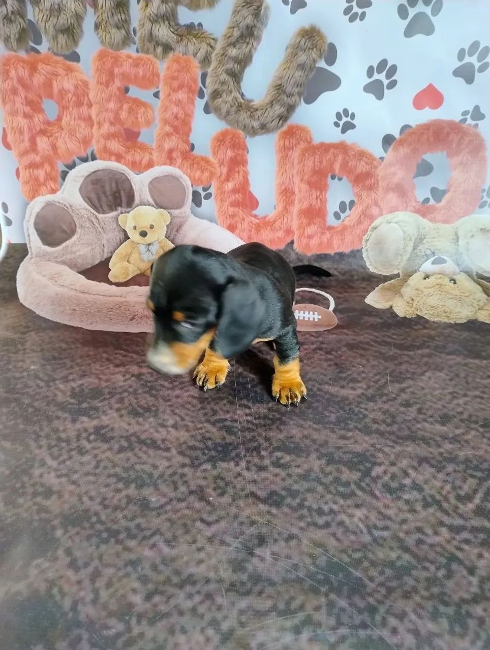 Filhote de Basset macho disponível  - Foto 2