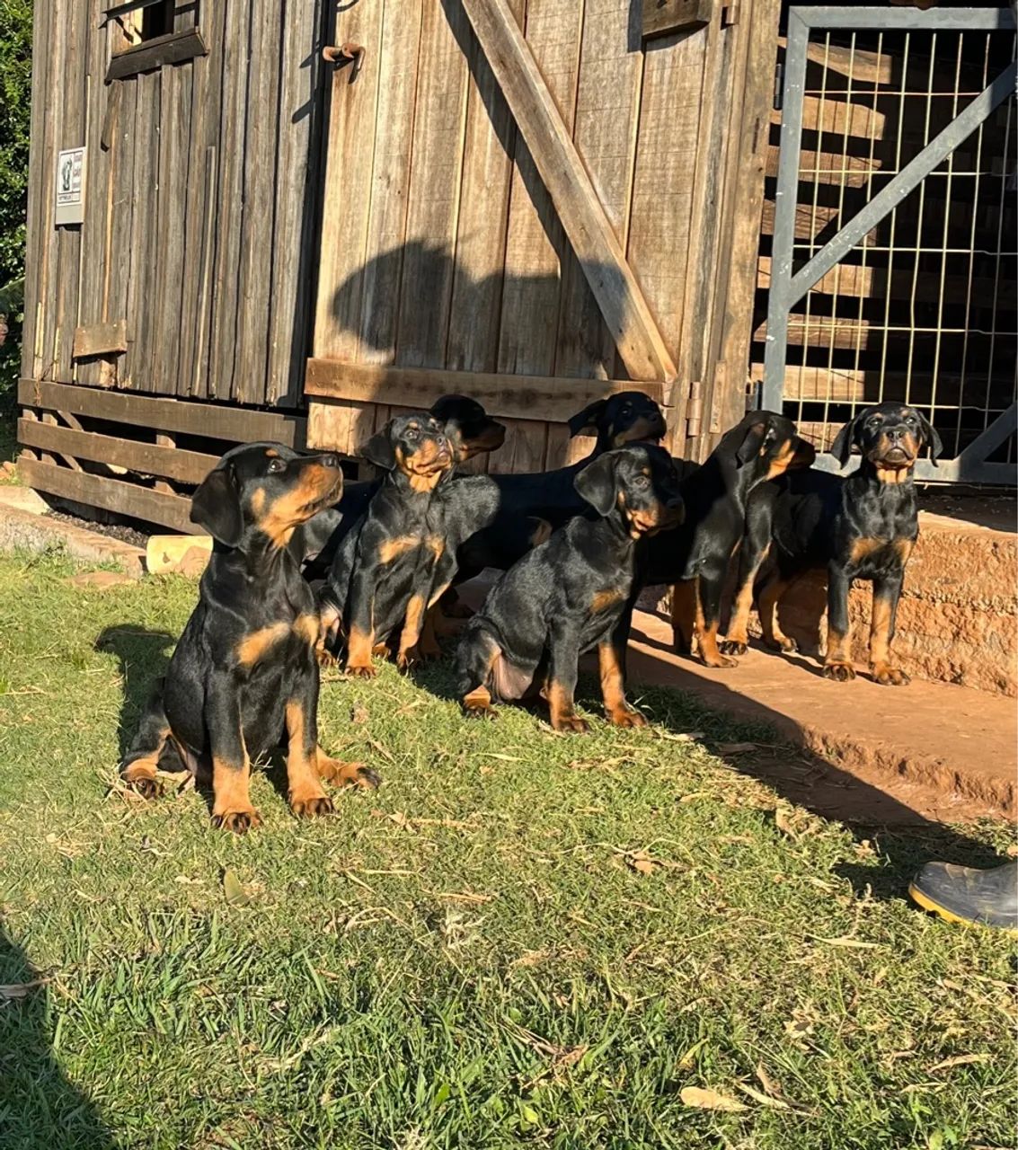 Filhotes de Rottweiler