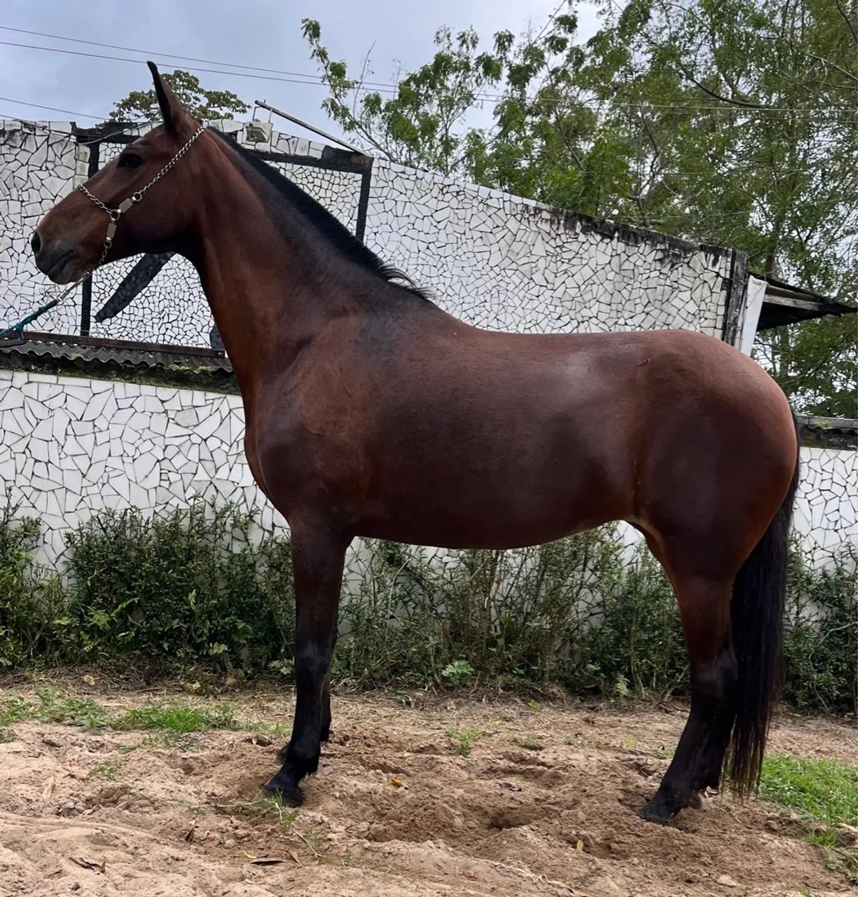 ÉGUA LINDA SHOW DE MARCHA PICADA - Foto 6