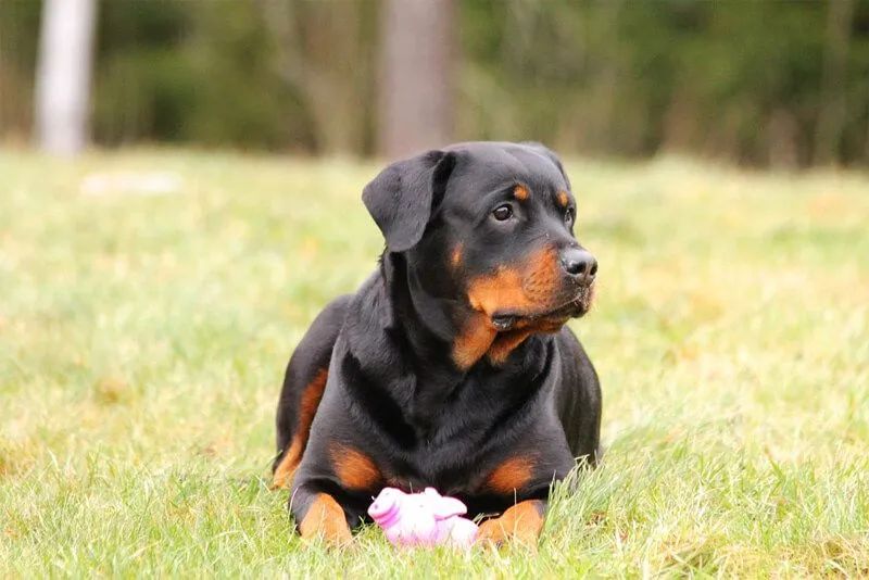 Filhote de Pastor Belga Malinois com rottweiler - Foto 2
