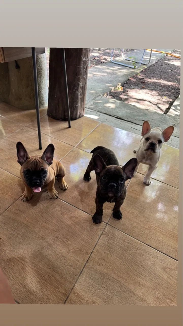 Buldogue francês  - Foto 2