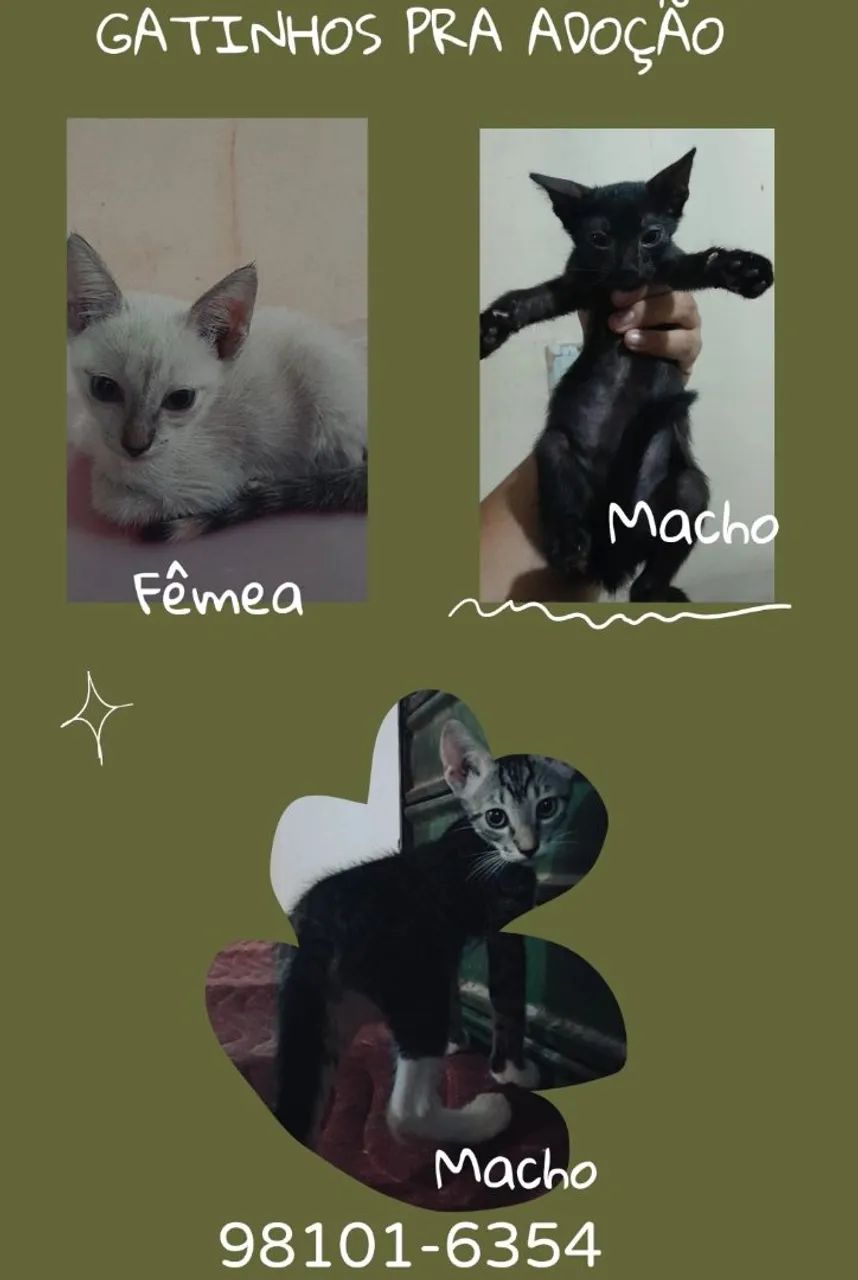Gatinhos fofinhos para adoção!